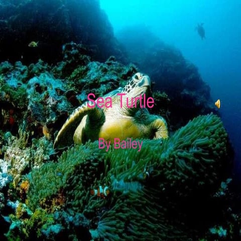 Sea Turtle | PPT