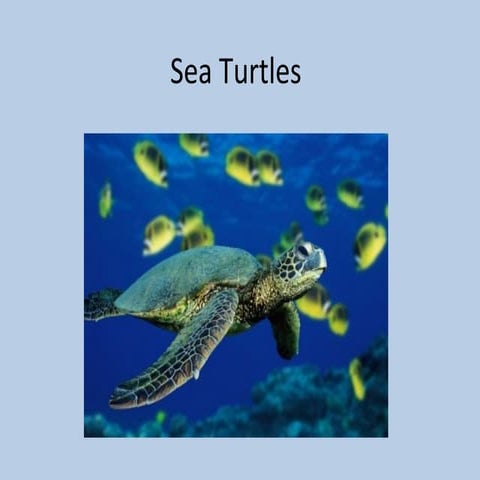 Sea turtles