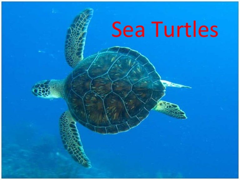 Sea turtles powerpoint