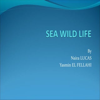 Sea wildlife
