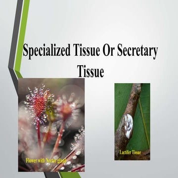 SECERATORY DUCTS .pptx