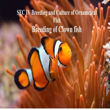 SEC IV Breeding and Culture of Ornamental Fish.pptx
