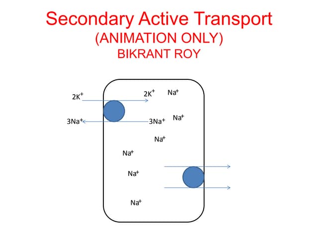 Secondary Active Transport (ANIMATION ONLY)