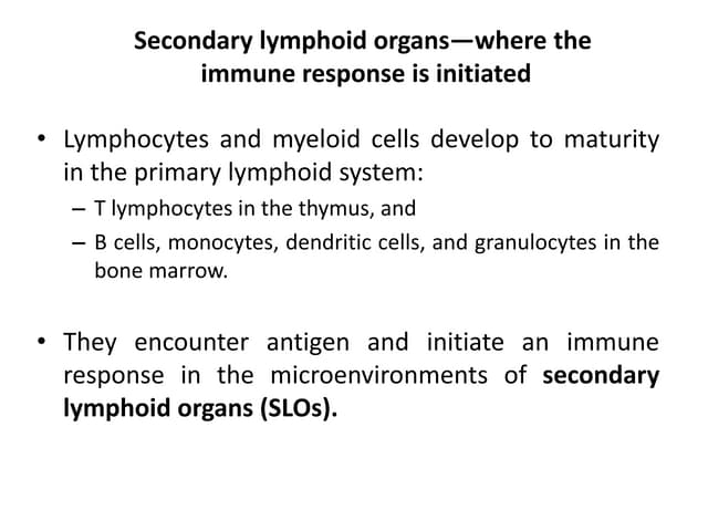 secondary lymphoid organ.pptx