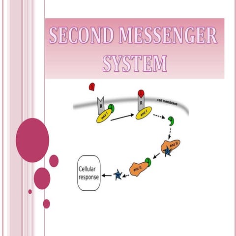 Second Messenger(F-28).pptx