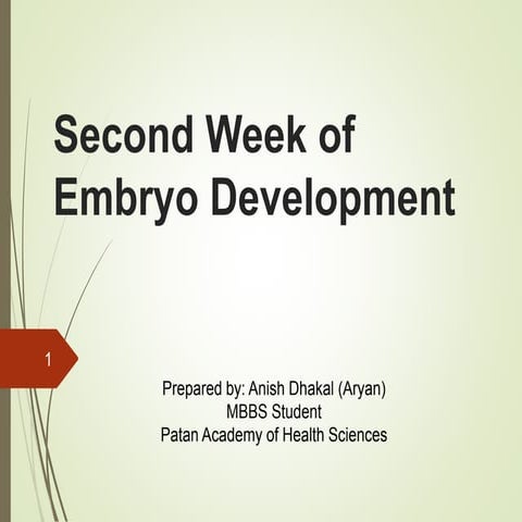 Second week of development