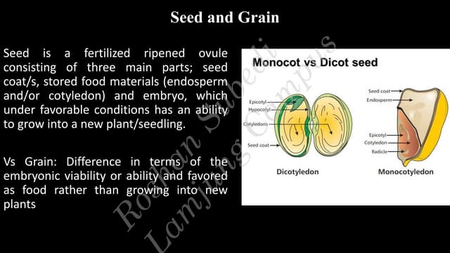 Seed and Sowing