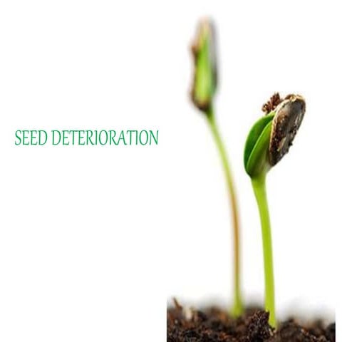 Seed deterioration