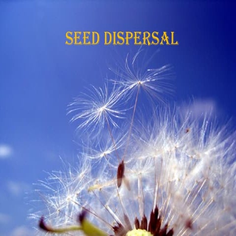 Seed dispersal