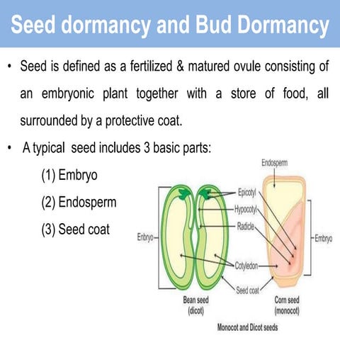 Dormancy, germination, and seed development | PPTX