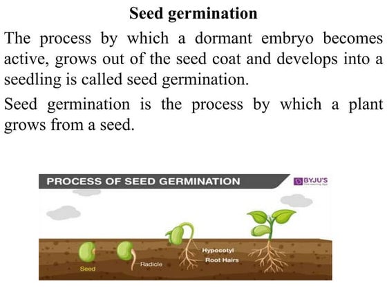 Seed Germination Process Plant Growth Stages: An Overview