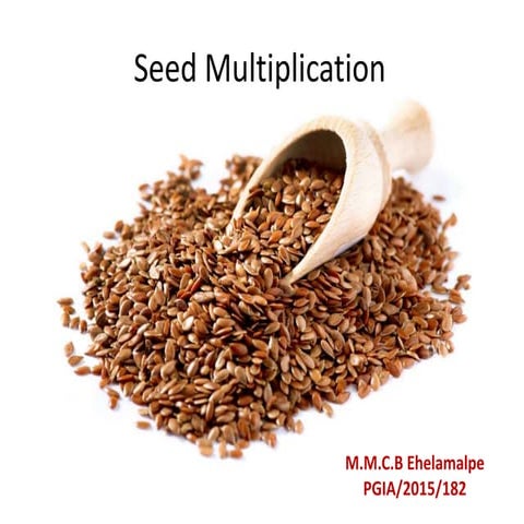 Seed multiplication