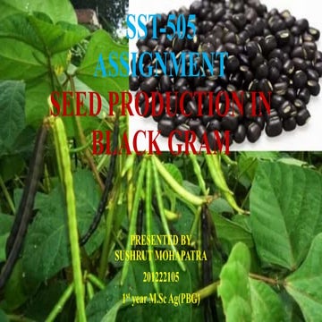 Seed production in blackgram