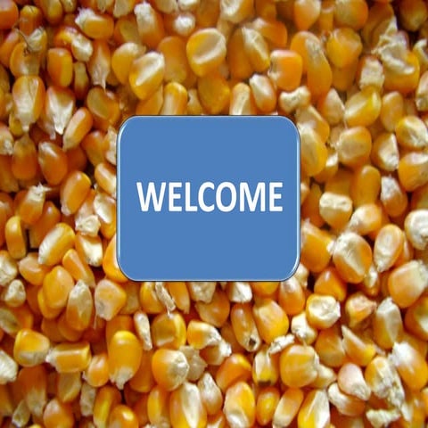 Quality Seed production of maize