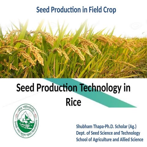 Seed_Production Technology in Rice (Paddy).pptx