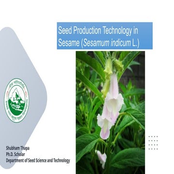 Seed Production Technology in Sesame.pptx