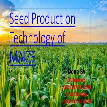 Seed production technology of maize
