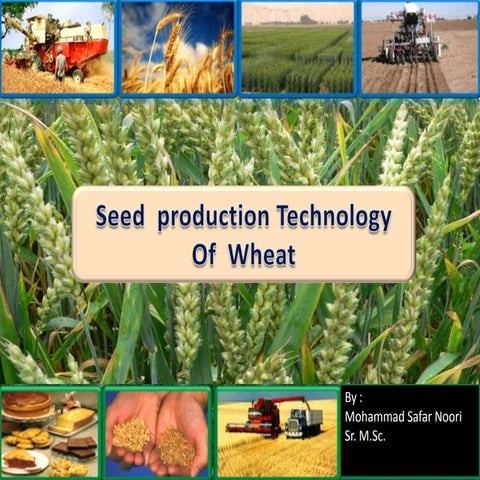 Seed production technology of wheat