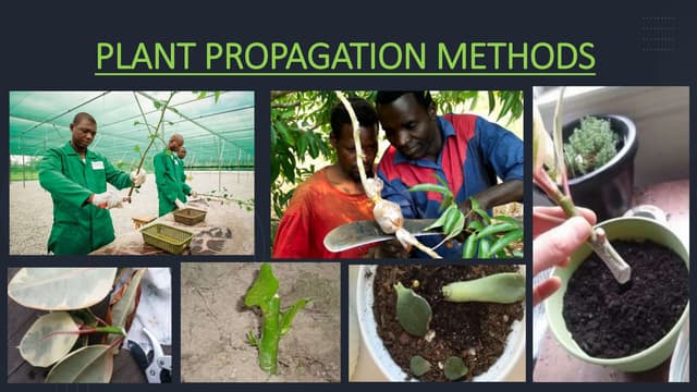 Seed Germination Testing using rag-doll and seed box method | PPTX ...