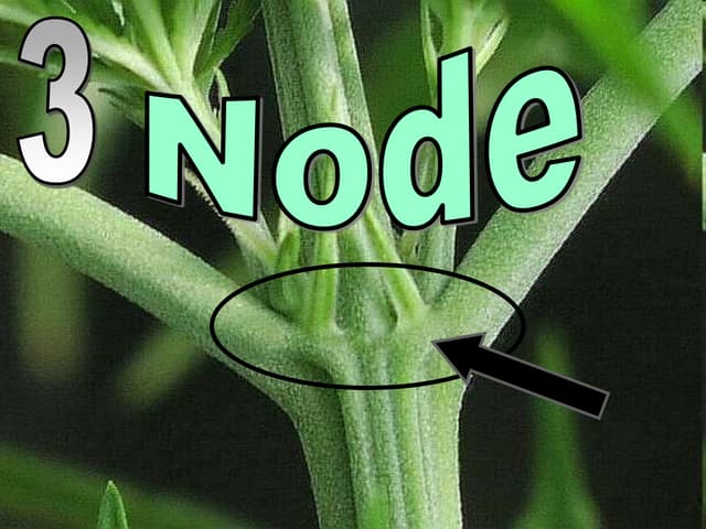 Seeds, Parts of a Seed, and Young Plants PowerPoint Review Quiz, Game
