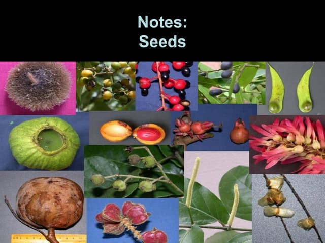 Seed structure