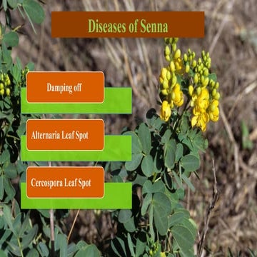 Mjor Diseases Of seena. Presentation BY Syeda | PPTX