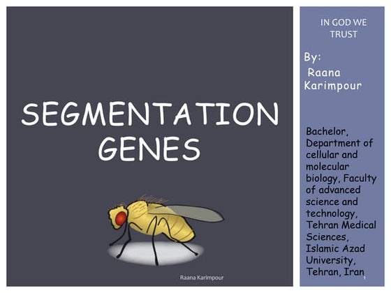 Segmentation in Drosophila melanogaster | PPT