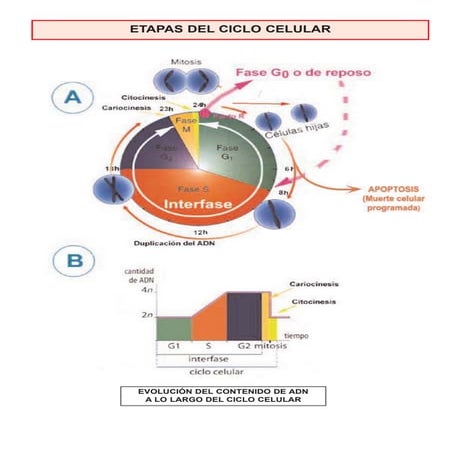 Ciclo celular I - Apoyo