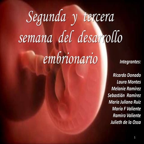 Segunda y tercera semana del desarrollo del embrion