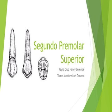 Segundo premolar superior | PDF