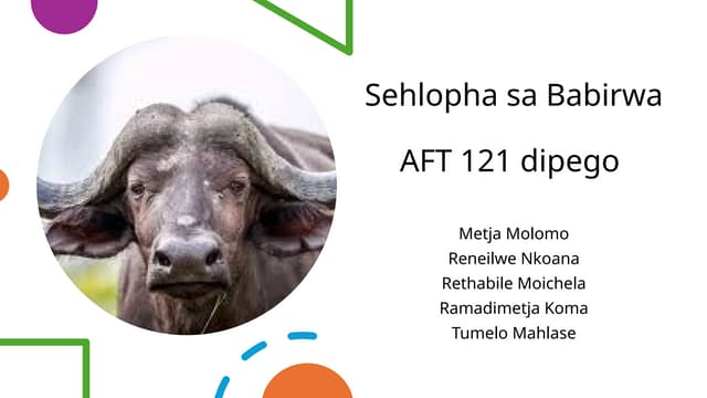 Tikologo ka lehlakoreng la lefelo, Ba baka Mohu