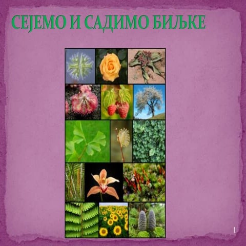 Skrivenosemenice | PPT