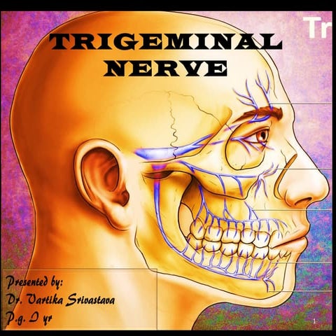 Trigeminal Nerve