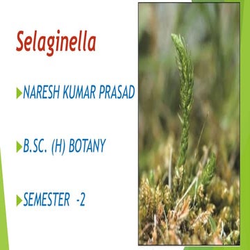 Selaginella ppt