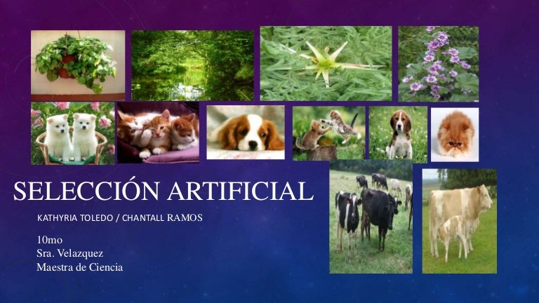 Selección artificial