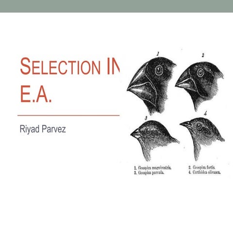 Selection in Evolutionary Algorithm | PDF