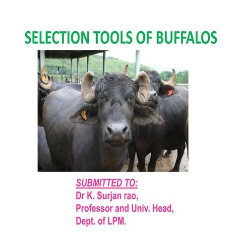 Selection tools of buffalos.