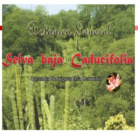 Selva baja caducifolia