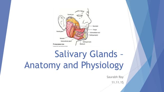 Salivary glands – anatomy and physi...