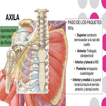 SEMANA 04 - NEUROVASCULAR DE Miembro Superior (1).pdf