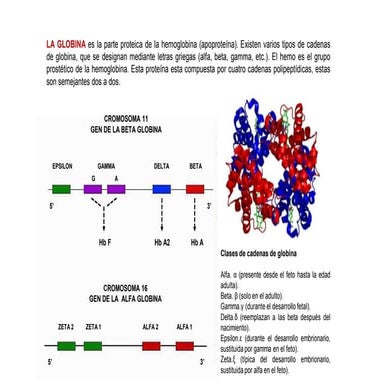 Comprehensive Overview of Hemoglobin Genetics, Types, Metabolism, and ...