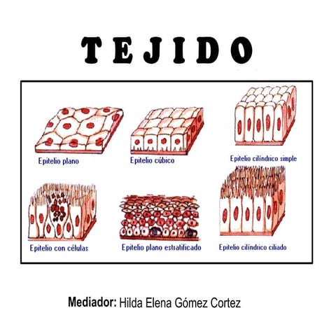 Semana 7 tejidos | PPT