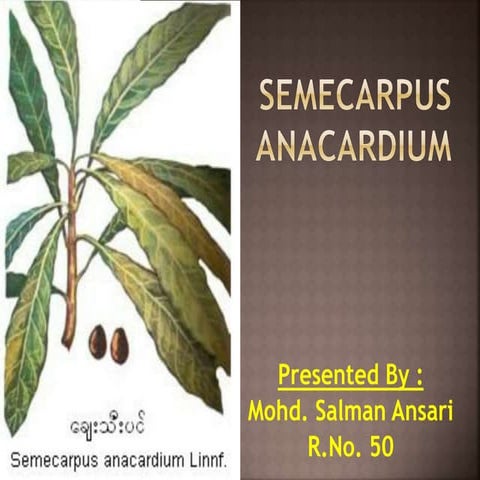 Semecarpus anacardium
