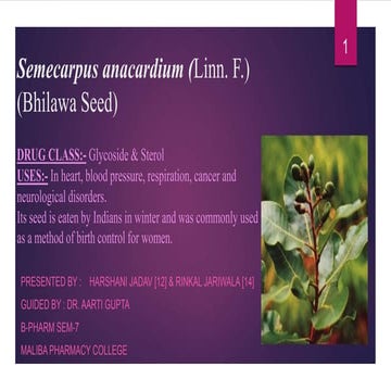 Semecarpus anacardium (bhilawa)