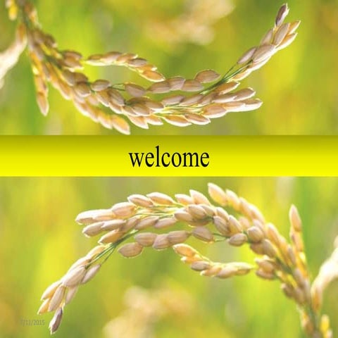 precision water and nutrient management for preventing nitrate pollution