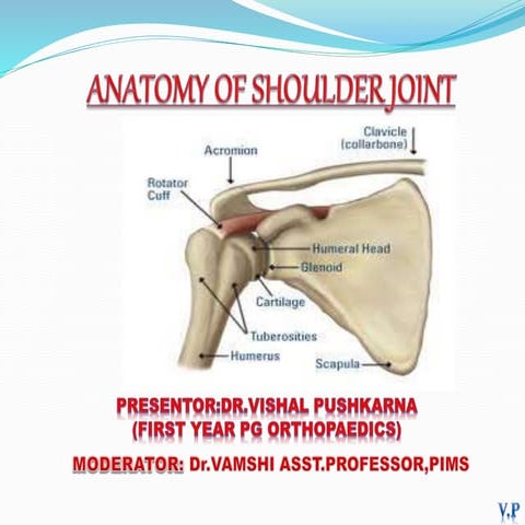 Anatomy of shoulder joint