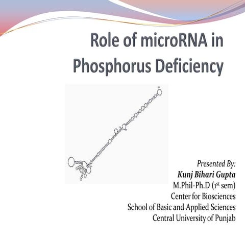 Role of MicroRNA in Phosphorus Defficiency