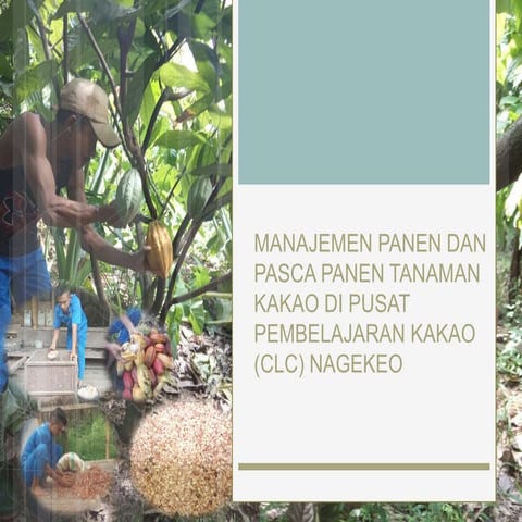 Pasca panen kakao | PPTX