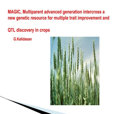 MAGIC :Multiparent advanced generation intercross and  QTL discovery 