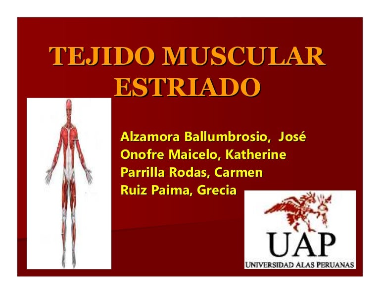 estructura y funcion del tejido muscular estriado